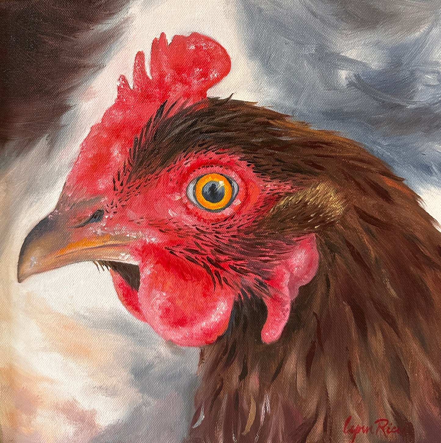 Rhode Island Red Giving the Eye